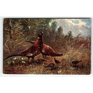 Vintage Artist Signed Muller Postcard Pheasant Family Scene 5.5x3.5in